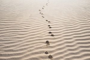 footprints on sand